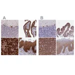 Atlas Antibodies Anti-RPL8 Antibody