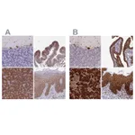 Atlas Antibodies Anti-RPL8 Antibody
