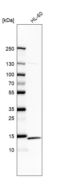 Atlas Antibodies Anti-RPS12 Antibody