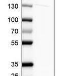 Atlas Antibodies Anti-RPS12 Antibody