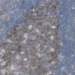 Atlas Antibodies Anti-RPS12 Antibody