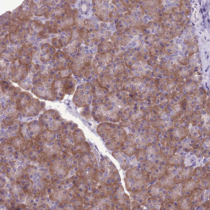 Atlas Antibodies Anti-RPS11 Antibody