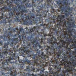 Atlas Antibodies Anti-RPS13 Antibody