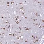 Atlas Antibodies Anti-RPS16 Antibody