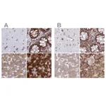 Atlas Antibodies Anti-RPS15 Antibody