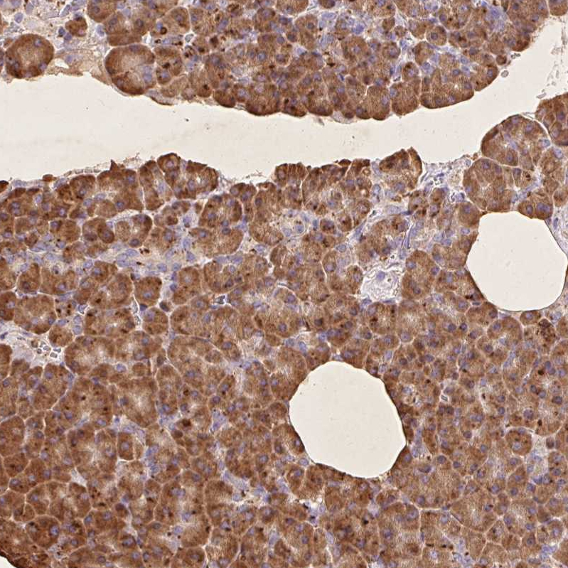 Atlas Antibodies Anti-RPS17 Antibody