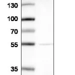 Atlas Antibodies Anti-RPS18 Antibody