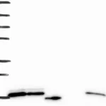 Atlas Antibodies Anti-RPS24 Antibody