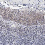 Atlas Antibodies Anti-RPS24 Antibody