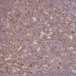 Atlas Antibodies Anti-RPS23 Antibody