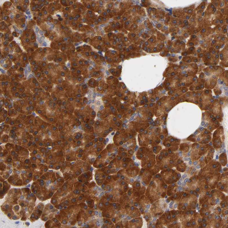 Atlas Antibodies Anti-RPS29 Antibody