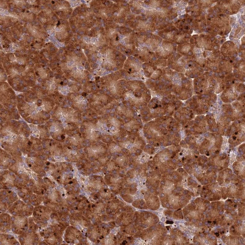 Atlas Antibodies Anti-RPS28 Antibody
