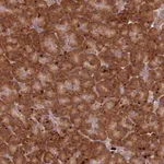 Atlas Antibodies Anti-RPS28 Antibody