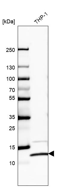 Atlas Antibodies Anti-RPS27L Antibody