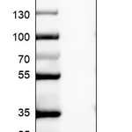 Atlas Antibodies Anti-RPS27L Antibody