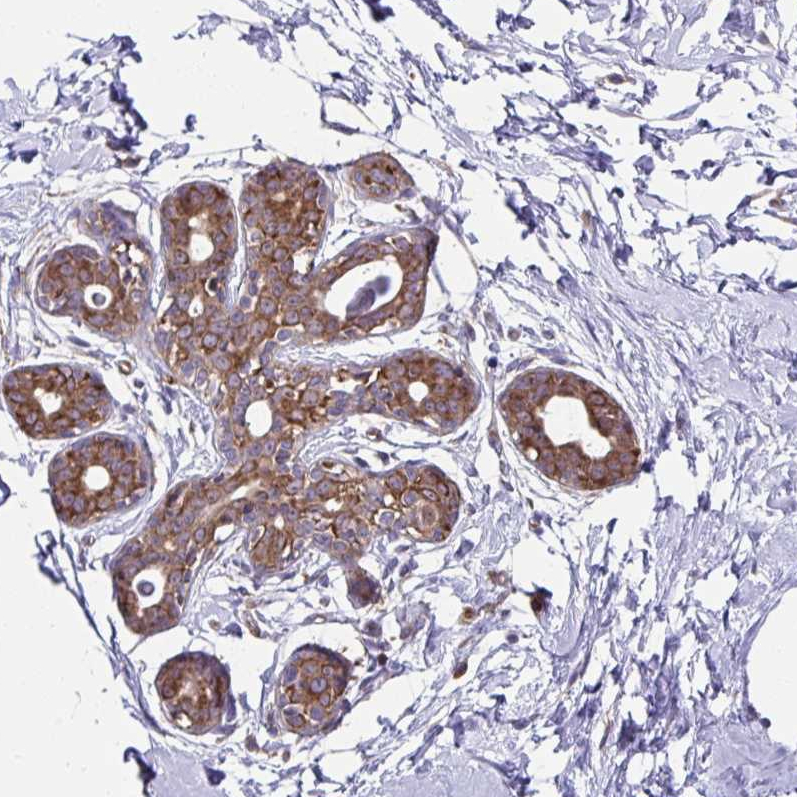 Atlas Antibodies Anti-RPS7 Antibody