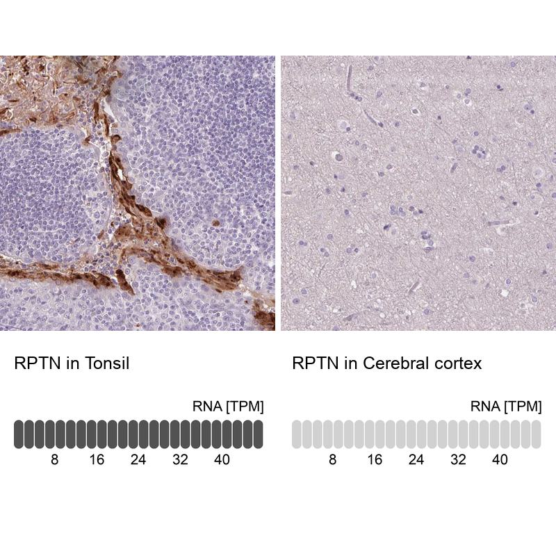 Atlas Antibodies Anti-RPTN Antibody