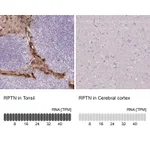 Atlas Antibodies Anti-RPTN Antibody