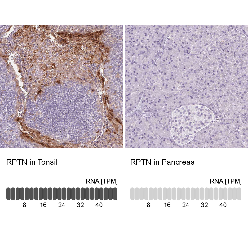 Atlas Antibodies Anti-RPTN Antibody