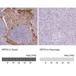 Atlas Antibodies Anti-RPTN Antibody