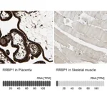 Atlas Antibodies Anti-RRBP1 Antibody