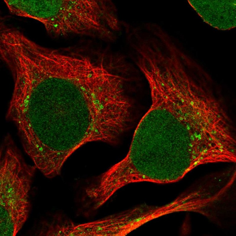 Atlas Antibodies Anti-RRAGC Antibody