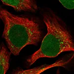 Atlas Antibodies Anti-RRAGC Antibody