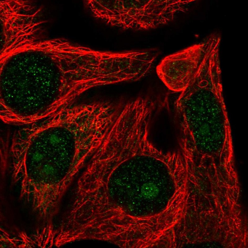 Atlas Antibodies Anti-RRP12 Antibody
