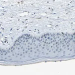 Atlas Antibodies Anti-RRP1 Antibody