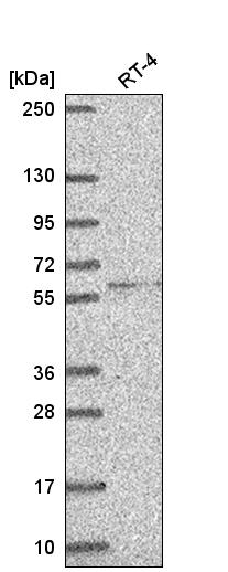 Atlas Antibodies Anti-RRP8 Antibody