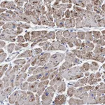Atlas Antibodies Anti-RSAD1 Antibody