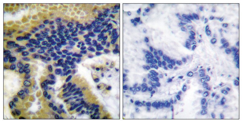 Merck Anti-CASP9 (Cleaved-Asp330), C-Terminal antibody produced in rabbit