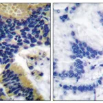 Merck Anti-CASP9 (Cleaved-Asp330), C-Terminal antibody produced in rabbit