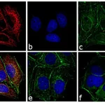 Thermo Fisher Scientific F(ab`)2-Donkey anti-Mouse IgG (H+L) Secondary Antibody, TRITC