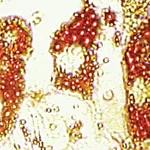 Himedia HiPer® Teaching Kit for Adipogenic Differentiation and Staining