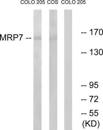 Merck Anti-MRP7 antibody produced in rabbit