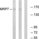 Merck Anti-MRP7 antibody produced in rabbit