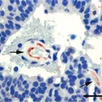Merck PEROXIDASE CONJUGATE-GOAT ANTI-MOUSE &