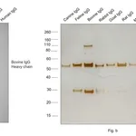 Thermo Fisher Scientific Goat anti-Bovine IgG (H+L) Secondary Antibody, HRP