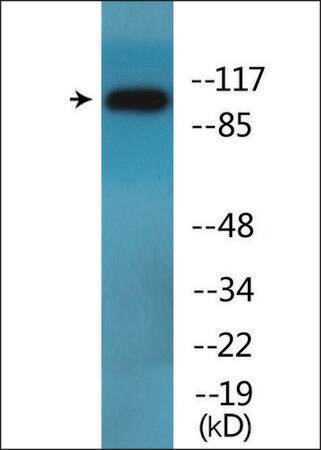 Merck Anti-phospho-DDR1 (pTyr513) antibody produced in rabbit