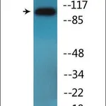 Merck Anti-phospho-DDR1 (pTyr513) antibody produced in rabbit