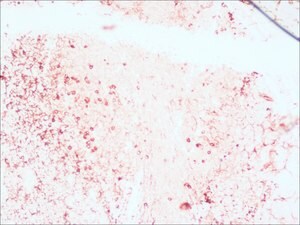 Merck ANTI-RABBIT IGG (WHOLE MOLECULE)