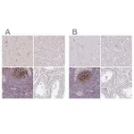 Merck Anti-TMEM119 antibody produced in rabbit