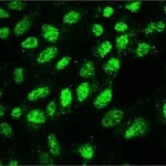 Merck MONOCLONAL ANTI-SUV39H1 HISTONE METHYLTR