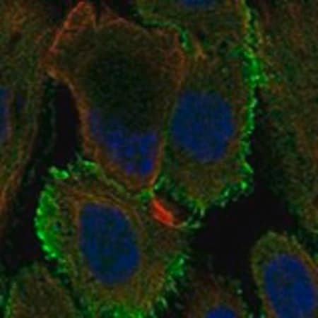 Merck Anti-OCM2 antibody produced in rabbit