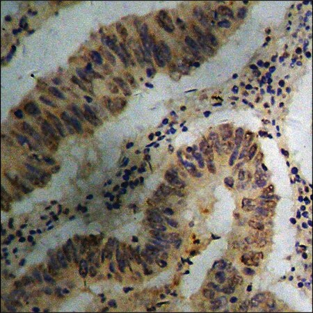 Merck Anti-phospho-SHP-1 (pTyr536) antibody produced in rabbit