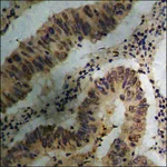 Merck Anti-phospho-SHP-1 (pTyr536) antibody produced in rabbit