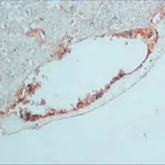 Merck PEROXIDASE CONJUGATE ANTI-GOAT IGG