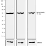 Thermo Fisher Scientific Rabbit anti-Rat IgG (H+L) Secondary Antibody, HRP
