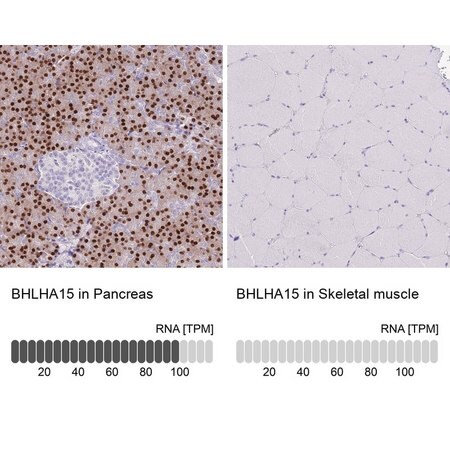 Merck Anti-BHLHA15 antibody produced in rabbit